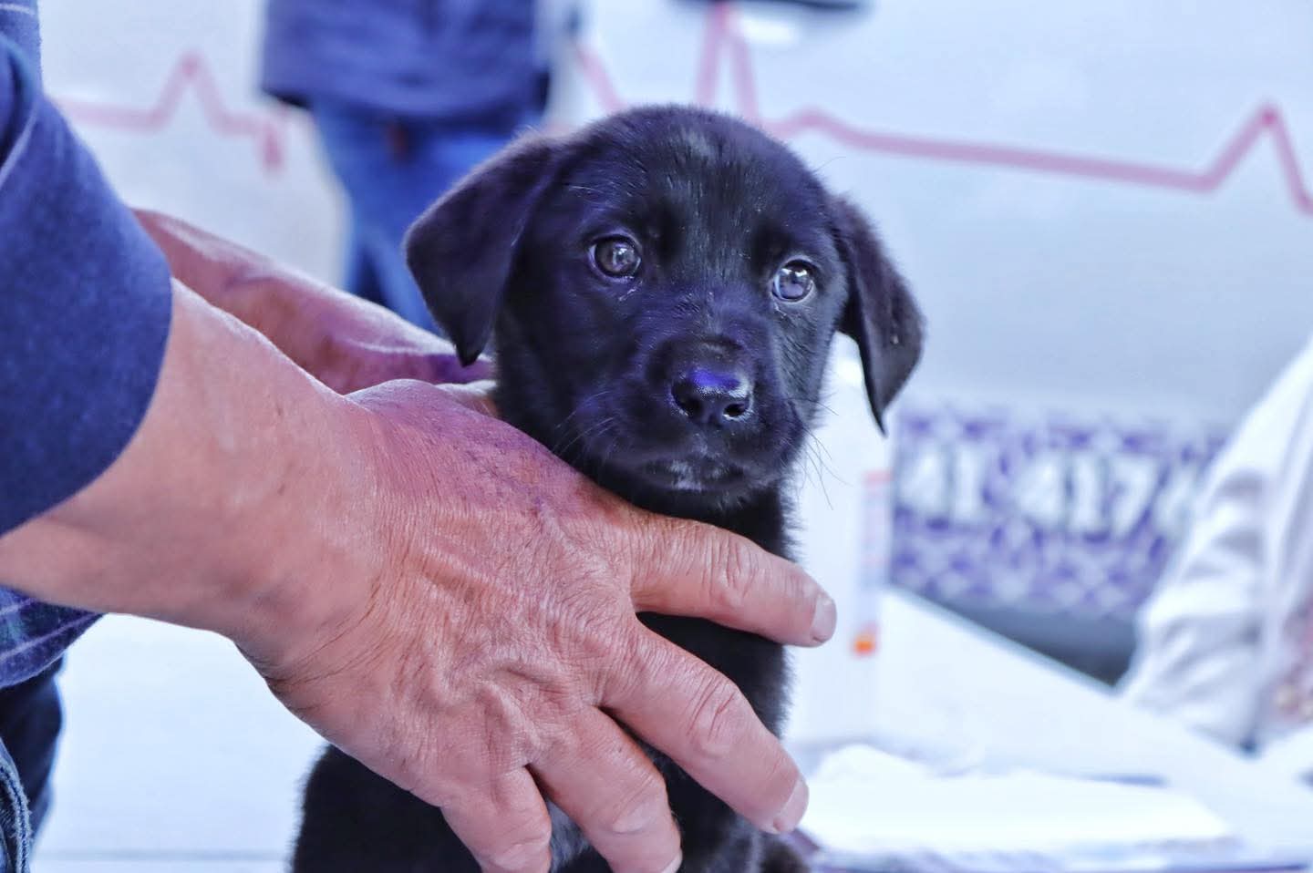 Foto: Cortesía OCPA urge cambios en Bienestar Animal para atender omisiones y mejorar resultados