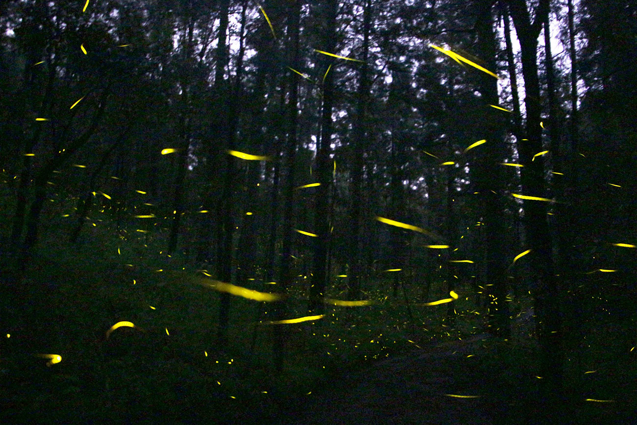 Foto: Cortesía UNAM alerta sobre la disminución de luciérnagas y cómo protegerlas en Tlaxcala