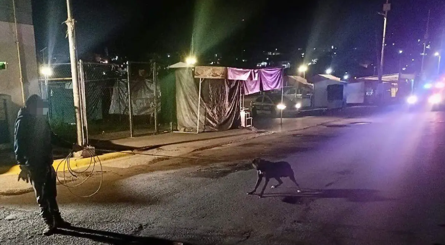 Retiran 15 perros callejeros en Tlaxcala tras denuncias por ataques