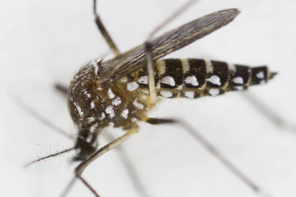 ¿Las plantas realmente repelen mosquitos? La ciencia dice otra cosa
