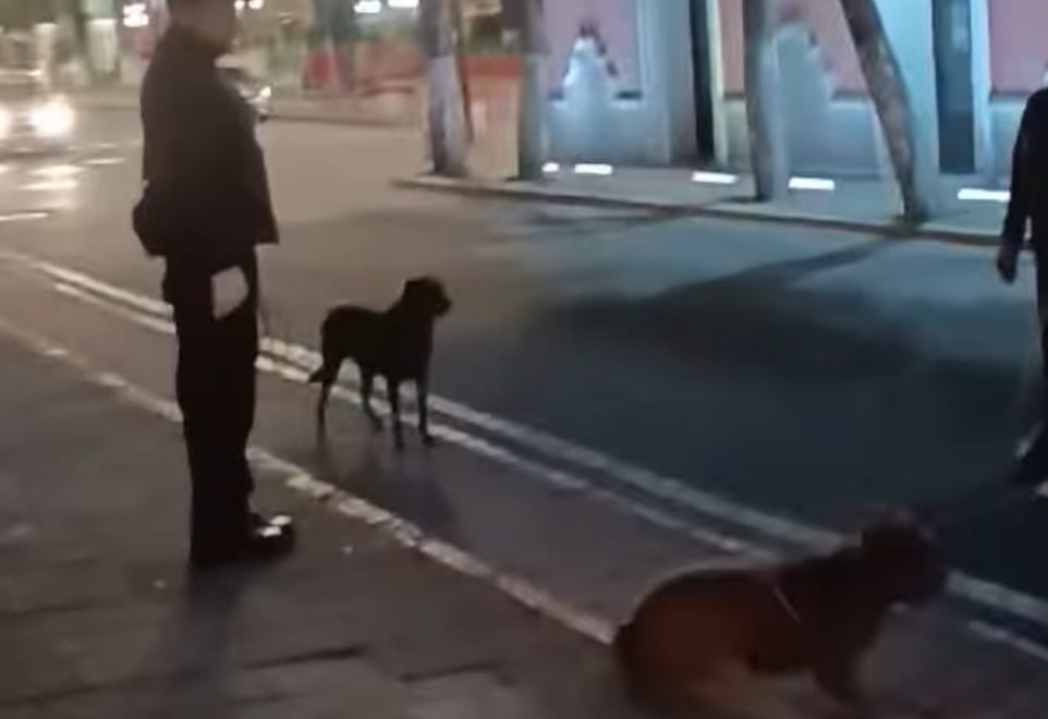 Foto: Cortesía PROPAET se deslinda de operativo violento contra perros callejeros