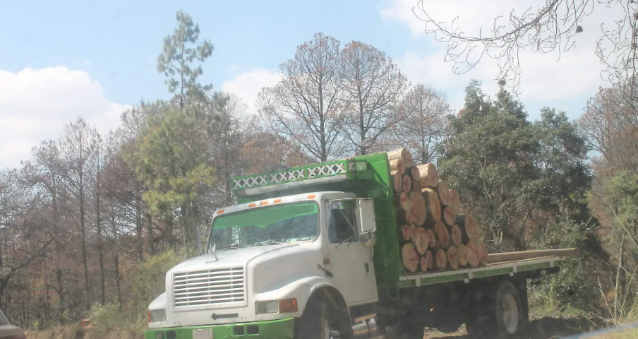 Foto: Cortesía Profepa combate tala ilegal en La Malinche con operativos intensivos