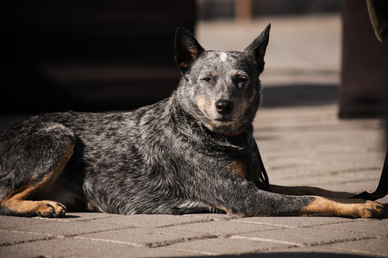 Comunicado oficial San Andrés Cholula invita a su Primera Carrera Canina