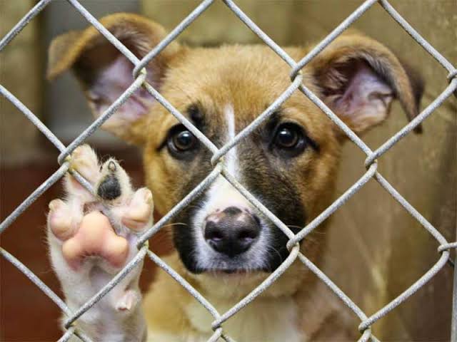 Foto: Cortesía Foro sobre "Arbitraje Médico Veterinario" en Tlaxcala: Mejora la Ley de Bienestar Animal