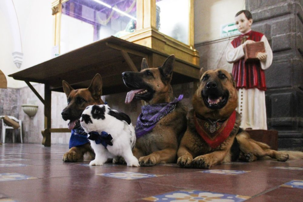 Foto: Cortesía Puebla Celebra el Día Mundial de Bendecir a los Animales