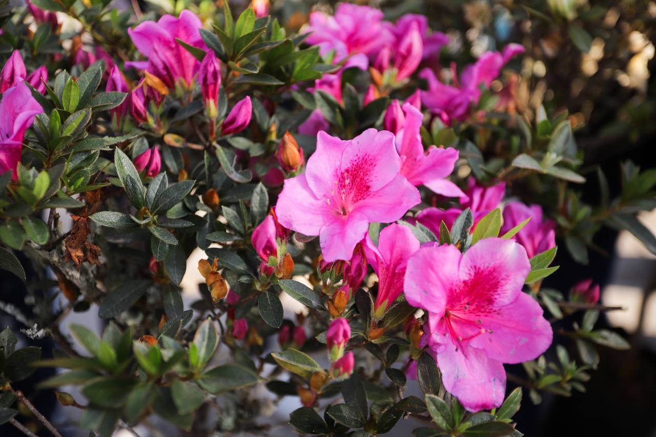 Comunicado oficial Promueve San Andrés Cholula la Sostenibilidad con la Donación de Árboles y Plantas