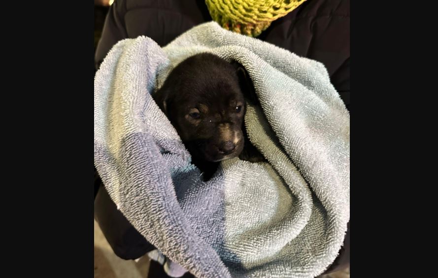 Foto: Cortesía Perrito rescatado de una barranca en Puebla encuentra un hogar feliz