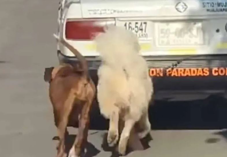 Foto: Cortesía Taxista arrastra a dos perros en Oaxaca; autoridades investigan el caso