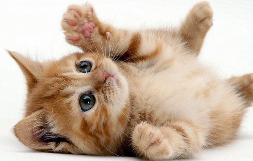 Foto: Cortesía ¿Tu gato te muestra la panza? Descubre qué significa este gesto felino
