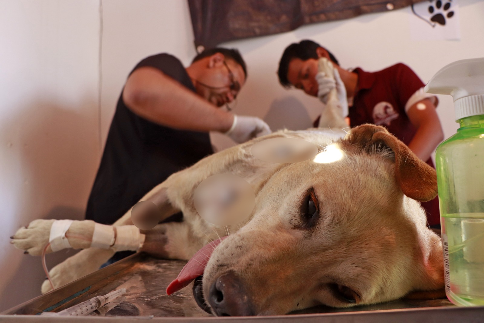 Comunicado oficial Condena Omar Muñoz ataque a machetazos a una perrita afuera del mercado municipal