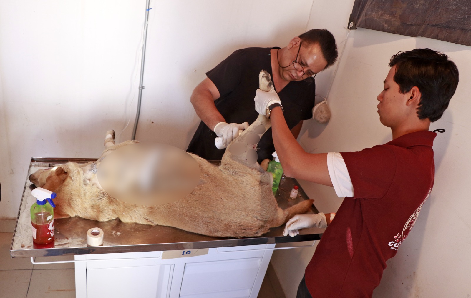 condena oma ataque perrita 3