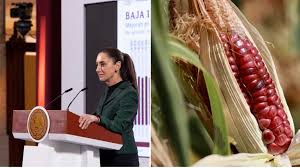 Foto: Cortesía Claudia Sheinbaum propone prohibir el maíz transgénico para proteger maíces nativos