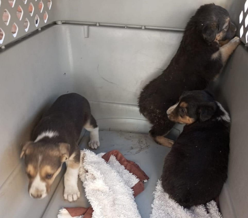 Por: Cortesía Lula Pineda Rescate de canes en San Agustín Calvario tras denuncia por crueldad animal