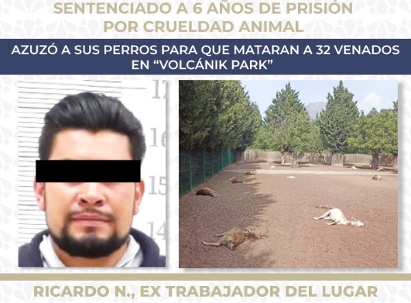 Foto: Cortesía Dan seis años de cárcel a hombre por muerte de 32 venados en Puebla