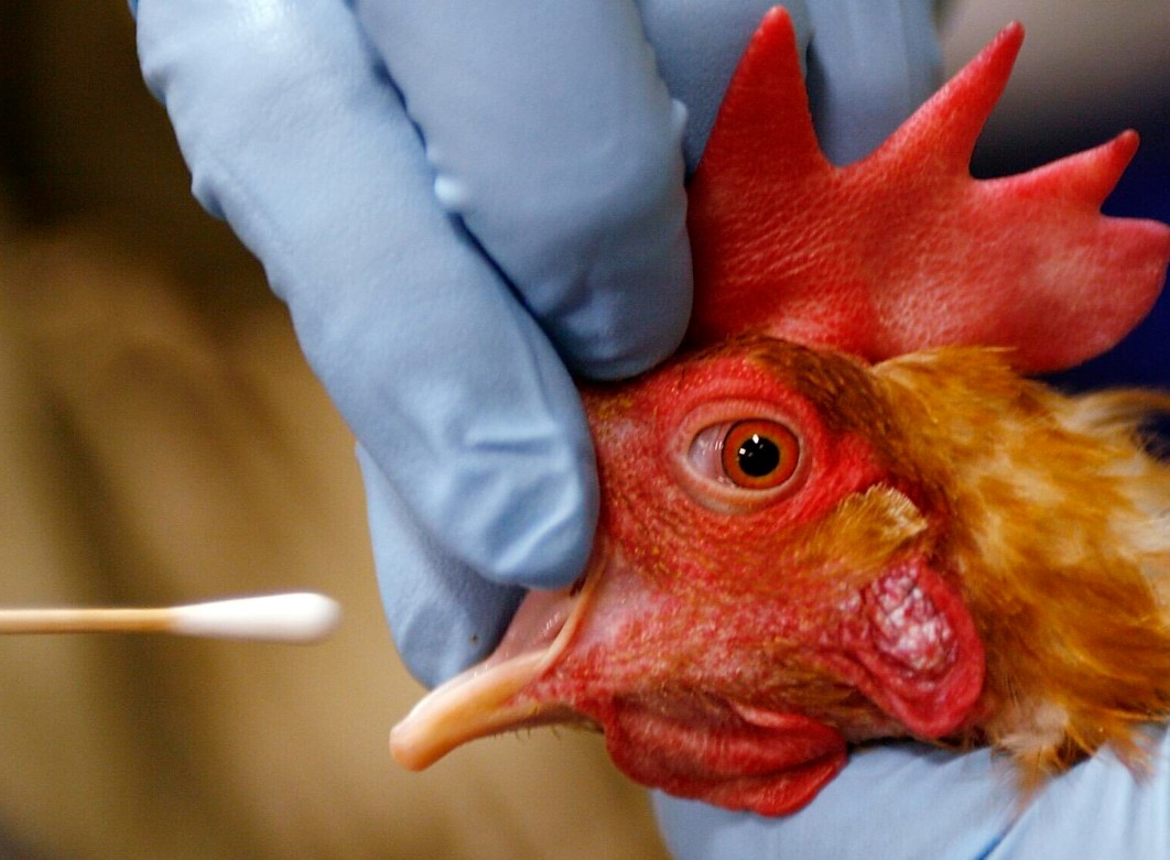 Foto: Cortesía Gripe aviar en EE.UU.: mutación y brotes generan alerta científica