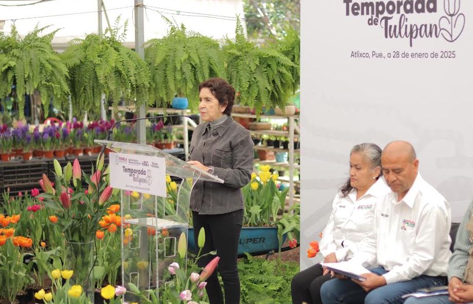 Foto: Cortesía ¡Visita Atlixco y apoya a productores locales comprando tulipanes!