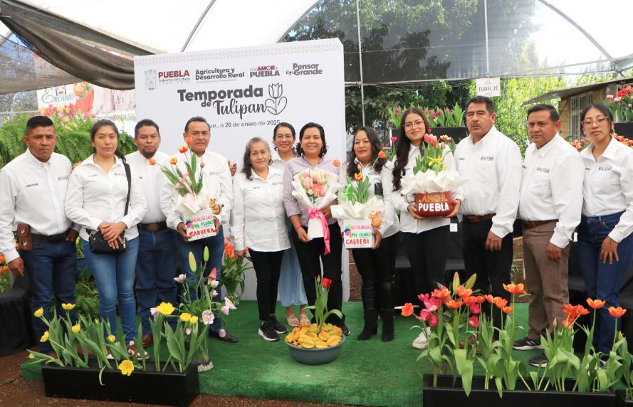Foto: Cortesía Atlixco inicia la temporada del Tulipán Holandés con 150 mil macetas