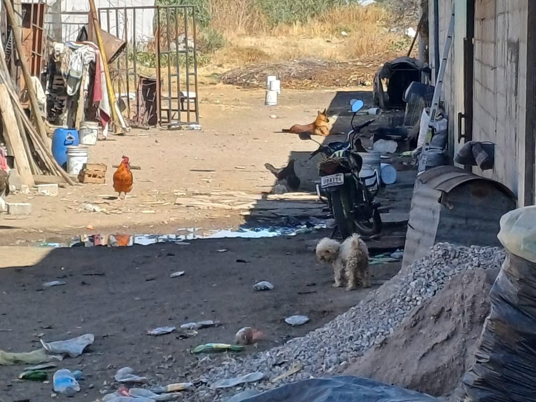 Foto: Especial Imparable maltrato animal en Tlaxcala, PROPAET atiende dos casos en Chiautempan y Tlaxco