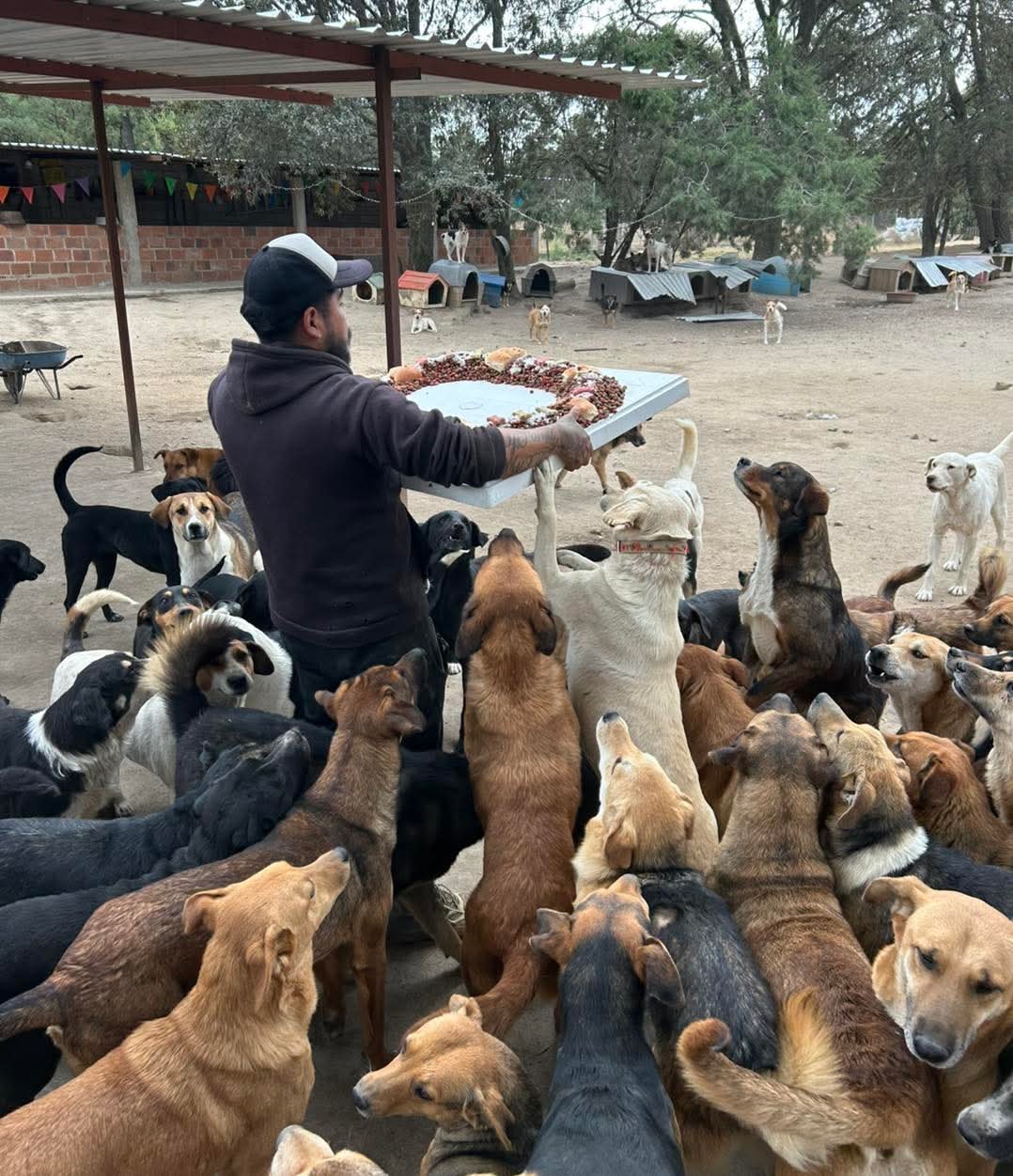 Celebran con "perrirrosca" el Día de Reyes en refugio Orejitas de Gala 