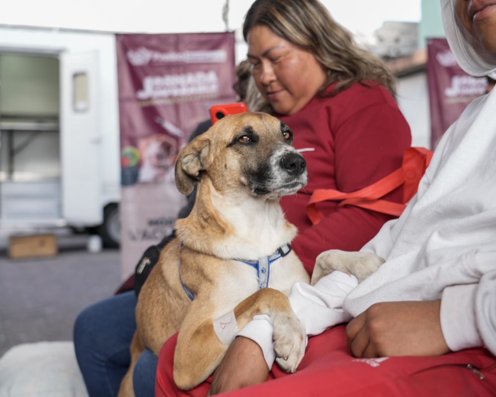 Ayuntamiento de Puebla promueve cuidado responsable de mascotas con Jornada de Salud Animal