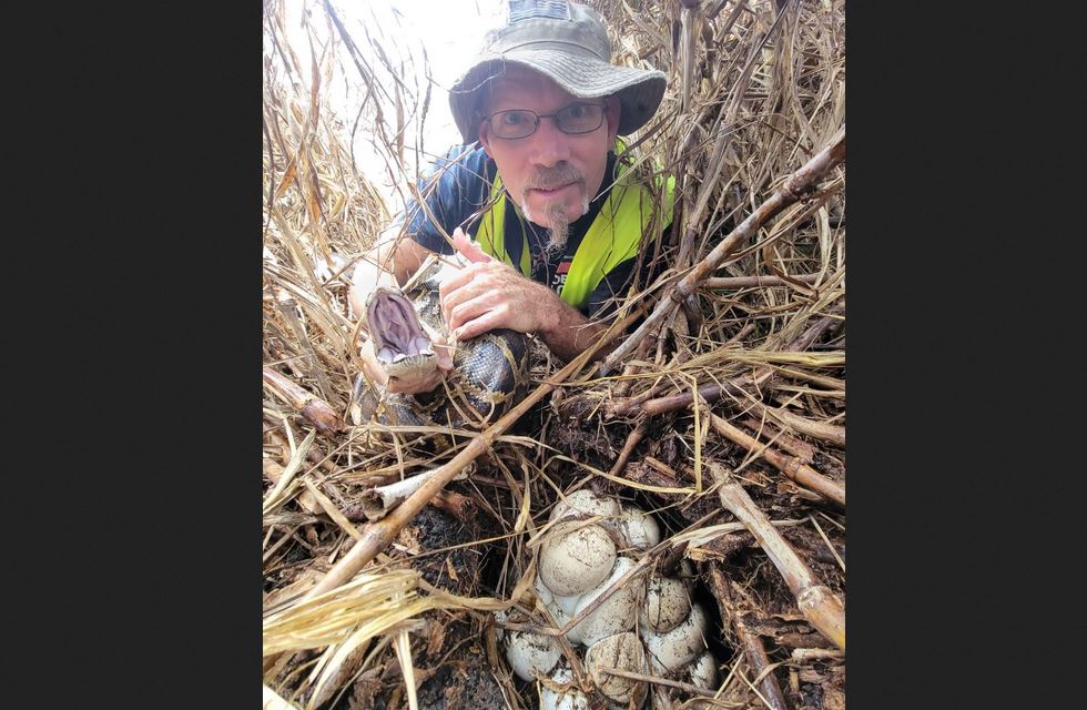 Foto: Cortesía Estudio revela nuevas estrategias para mejorar el control de pitones en Florida