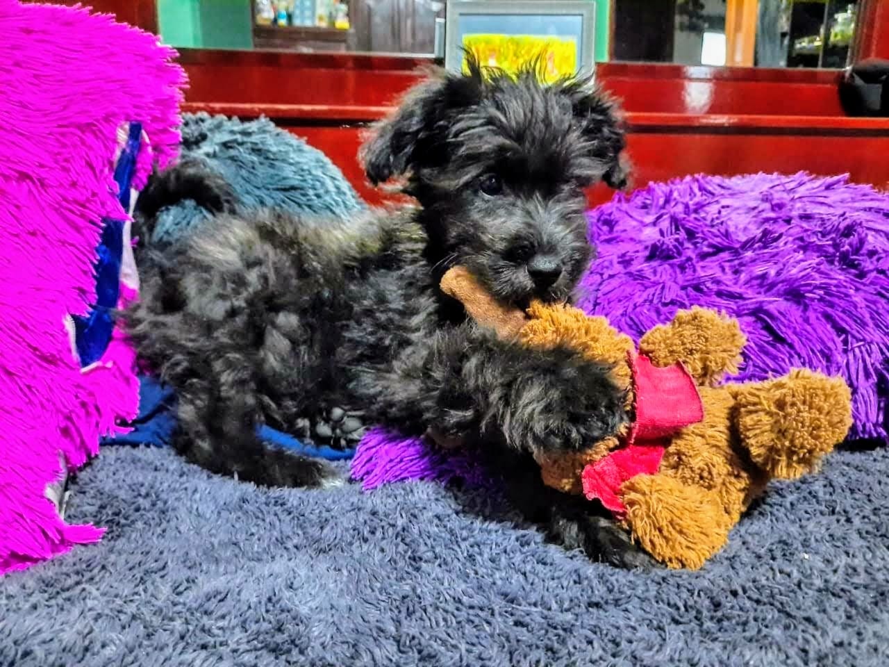 Foto: Cortesía 3 de cada 4 hogares en Tlaxcala tienen una mascota