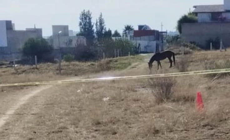 Foto: Cortesía Tragedia en Yauhquemehcan: jinete pierde la vida tras caída de su caballo