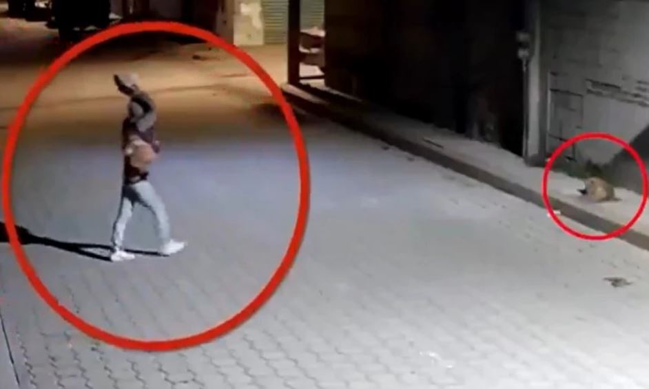 Foto: Cortesía Crueldad animal en Santiago Miahuatlán: Hombre ataca a perrito con piedra