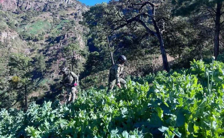 Foto: Cortesía Marina erradica plantíos de amapola en Nayarit: más de 2 millones de matas destruidas