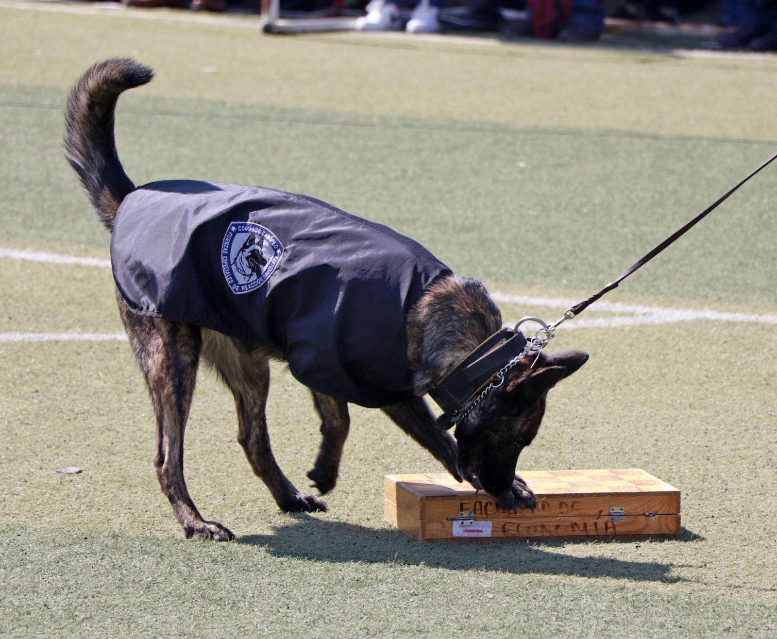 exposición canina 1