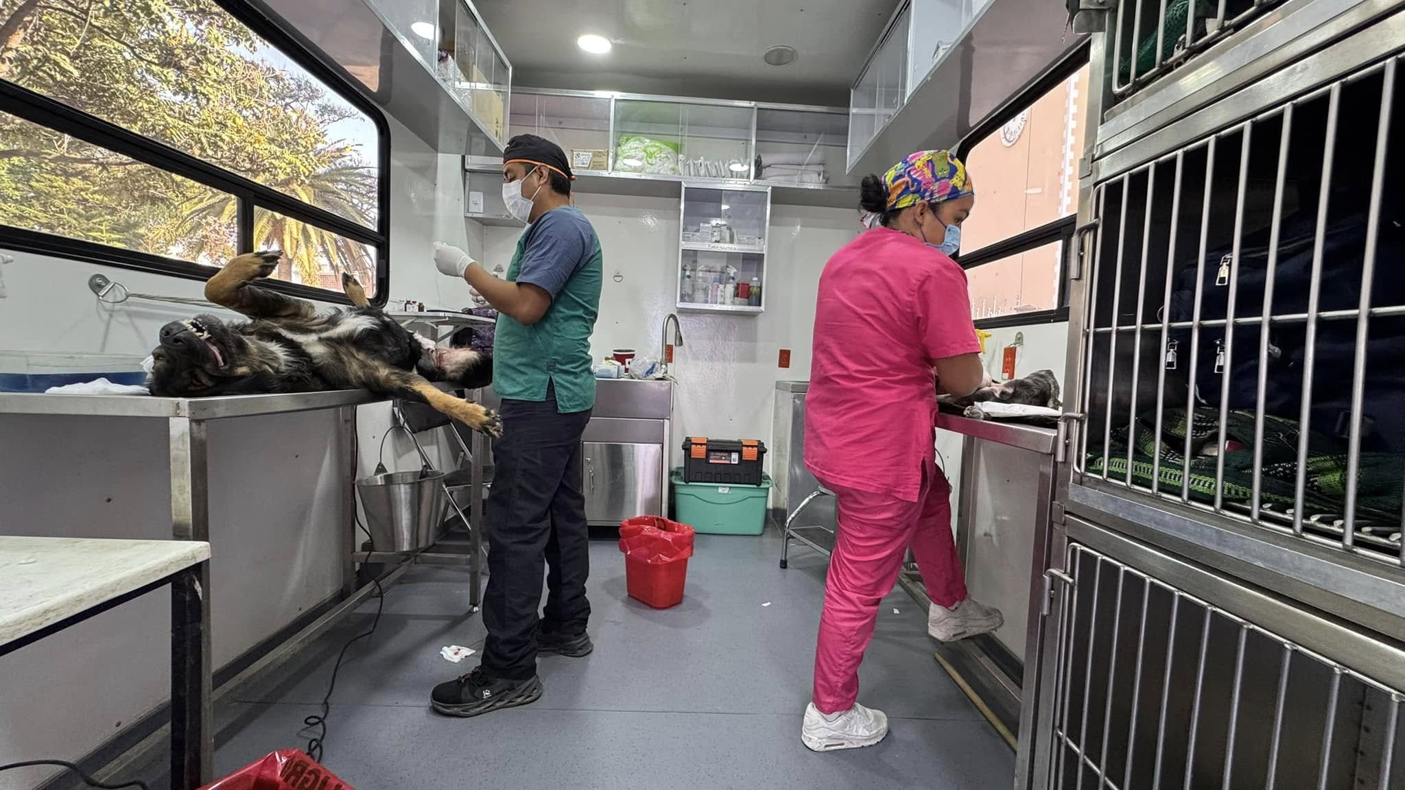 Foto: Cortesía Ariadna Ayala refuerza el cuidado de mascotas con Jornadas de Esterilización en Atlixco