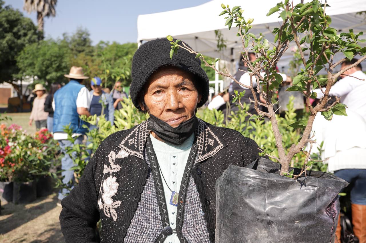 sach dona 330 árboles 4