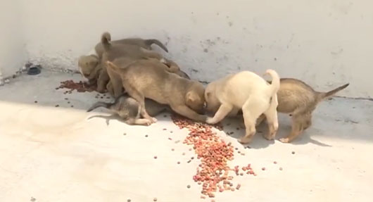 22 municipios de Tlaxcala omiten reglamentos de bienestar animal: ¿Cómo evitar el maltrato?