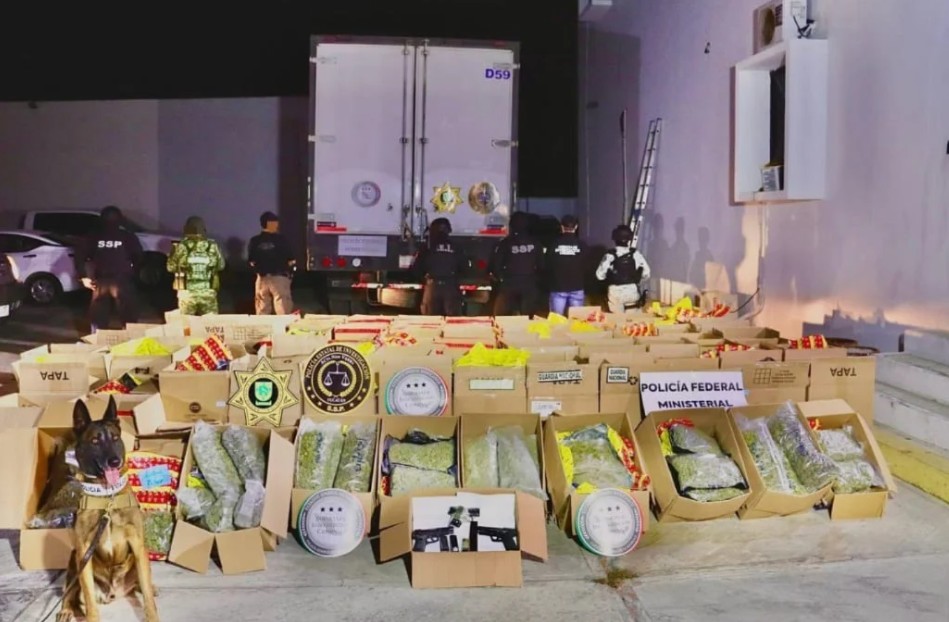 Foto: Cortesía Aseguran camión con más de 1,800 kilos de marihuana en Mérida; detienen al conductor