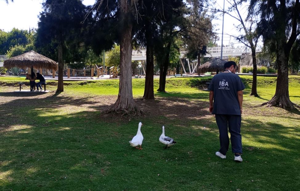 Foto: Cortesía Revisión médica confirma buena salud de fauna en Puebla