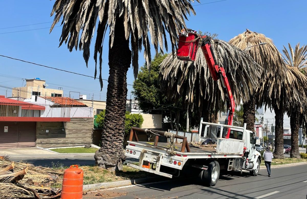 Foto: Cortesía Realizan intervención de palmeras en La Paz y Avenida Juárez