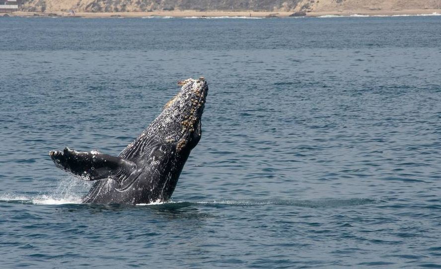 Foto: Cortesía Es físicamente imposible que una ballena jorobada se trague a una persona