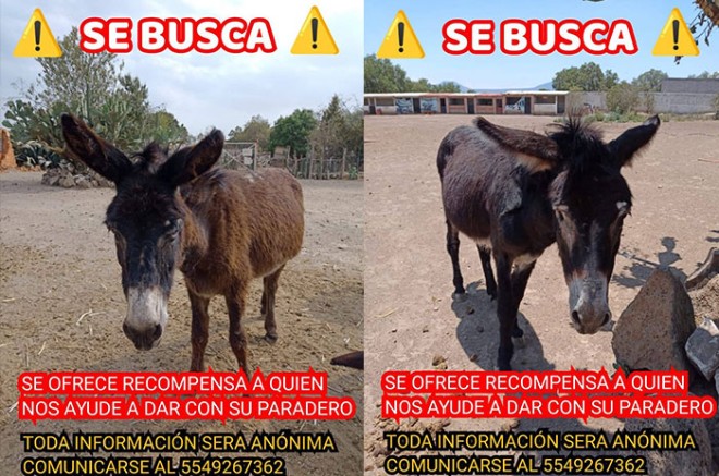 Foto: Cortesía Robo en Burrolandia: Delincuentes sustraen seis equinos en el santuario de Otumba