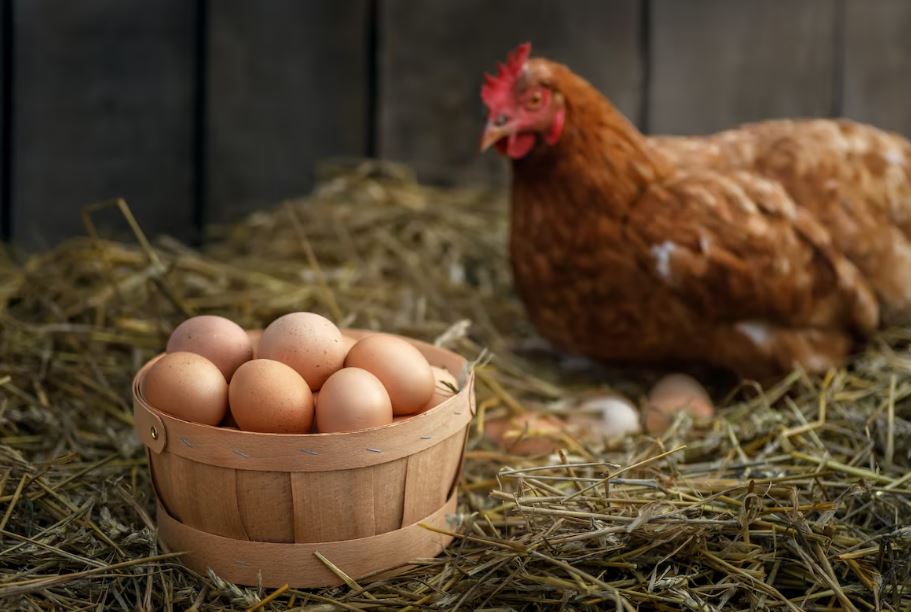 Foto: Cortesía Precios del huevo en México: ¿Por qué suben y qué marcas son las más caras?