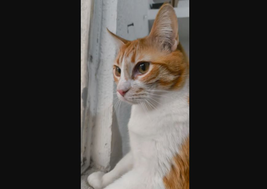 Foto: Cortesía El Día Internacional del Gato: Una fecha para celebrar a los felinos
