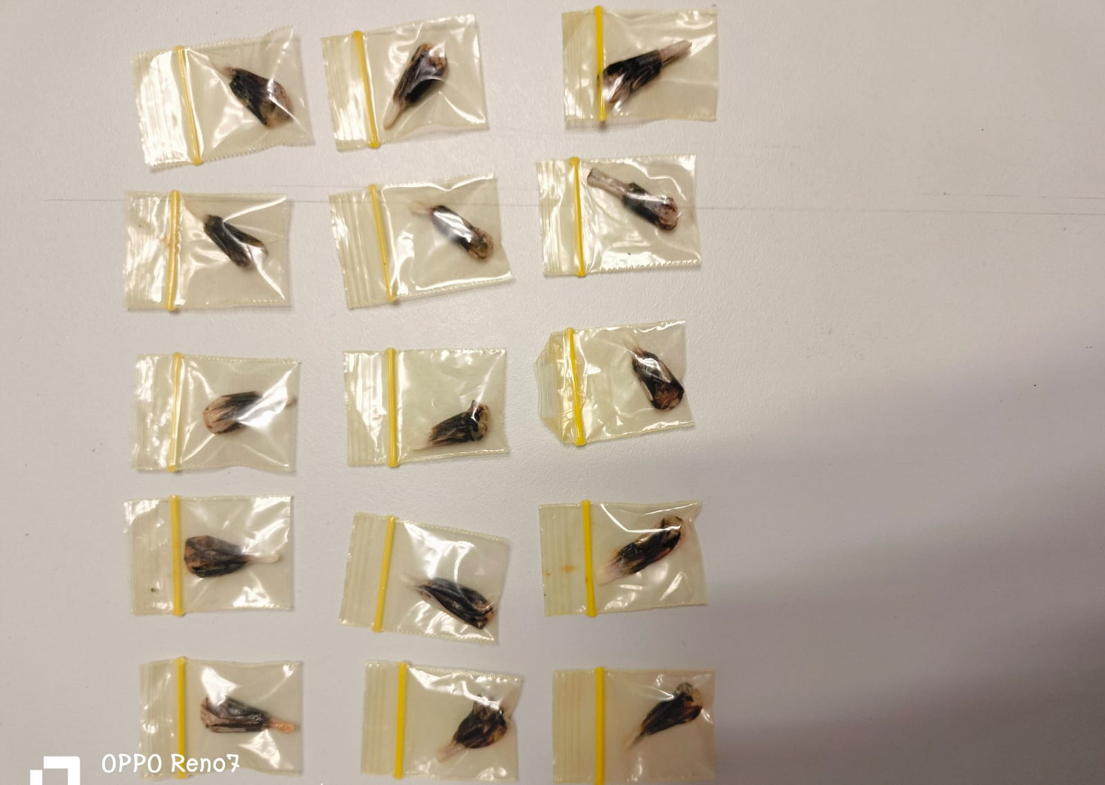 Comunicado oficial Policía de Cuautlancingo asegura a cuatro personas por portación de arma de fuego y delitos contra la salud