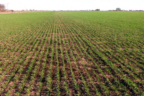 Foto: Cortesía Las lluvias de febrero aseguran un buen año para los cultivos en Tlaxcala