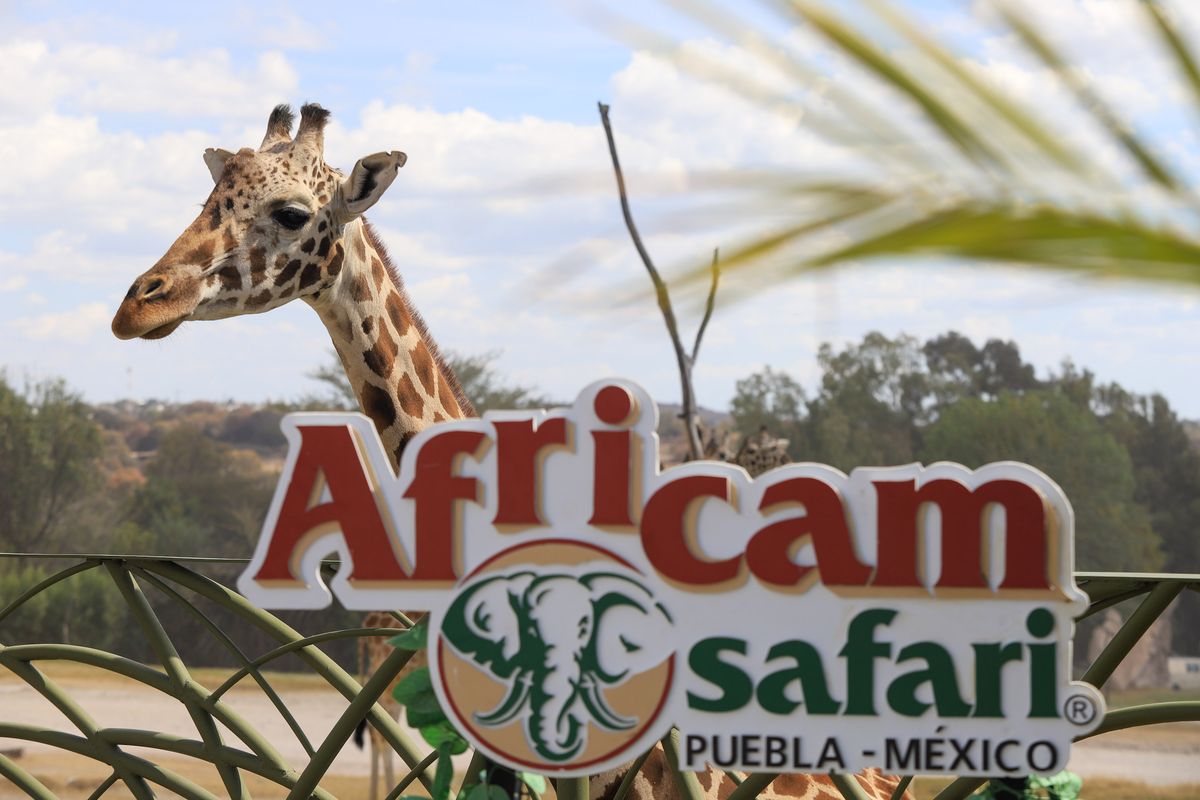 Foto: Cortesía Estrenan documental sobre el rescate de la jirafa Benito en Africam Safari