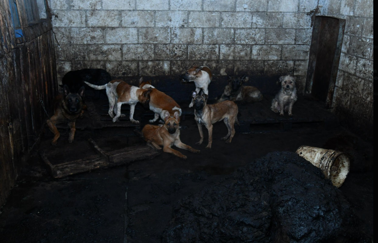 Foto: Cortesía Aseguran carnicería en Mexicaltzingo por venta de carne de perro