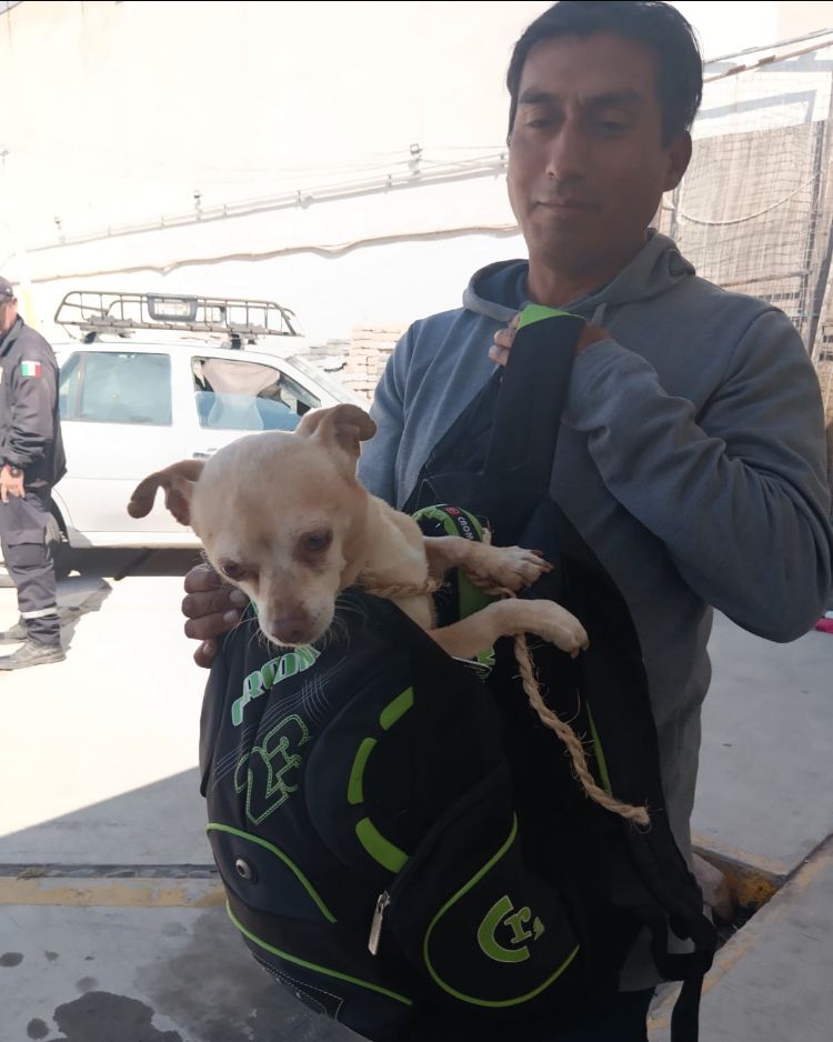 Por: Cortesía Lula Pineda “Negrita” y “Canelo” encuentran un nuevo hogar