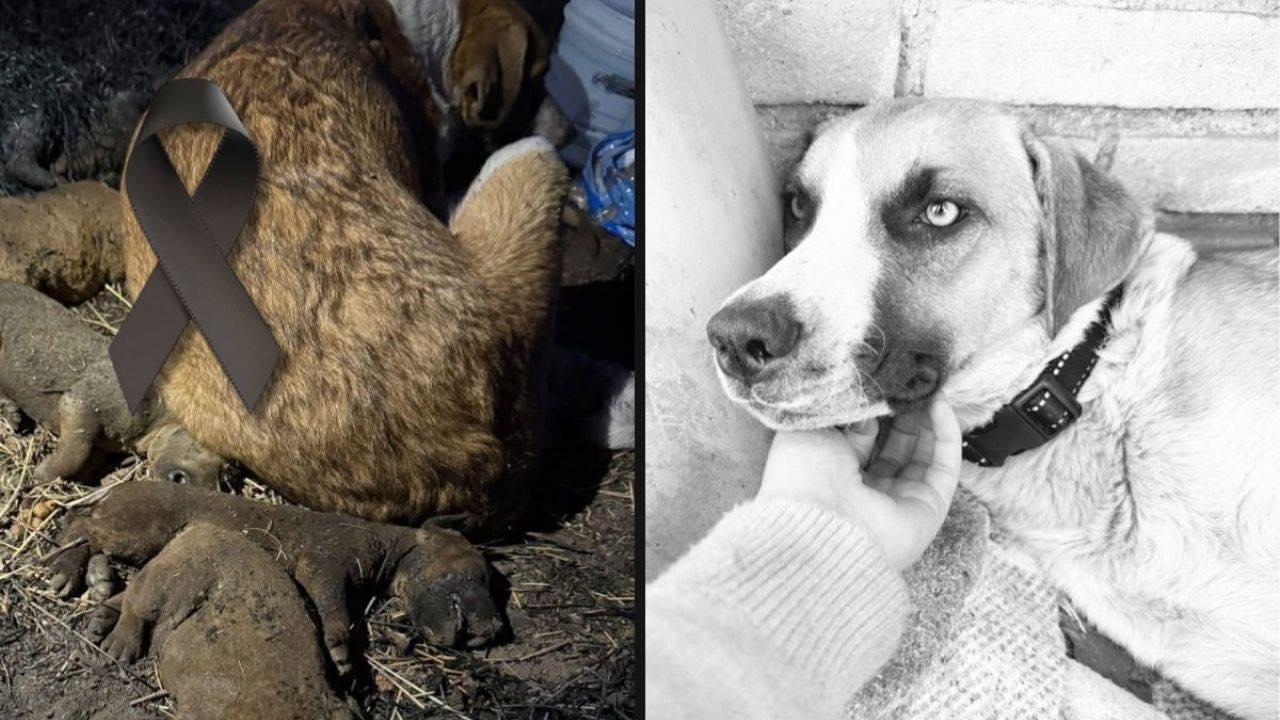 Por: Cortesía Lula Pineda San Pedro Cholula no tolerará maltrato animal, asegura Tonantzin Fernández