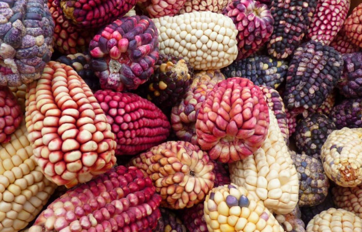 Foto: Cortesía México elimina restricciones al maíz transgénico tras fallo del T-MEC