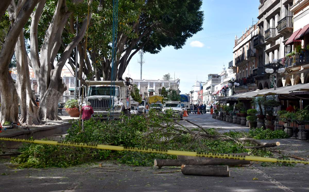 Ayuntamiento de Puebla ordena el derribo de más de 600 árboles y palmeras por riesgo sanitario y de seguridad