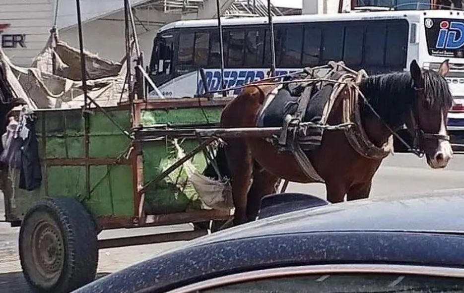 Foto: Cortesía Texmelucan prohíbe uso de caballos en recolección de basura