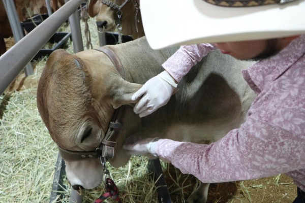 Foto: Cortesía Afirma Desarrollo Rural que Puebla está libre del gusano barrenador
